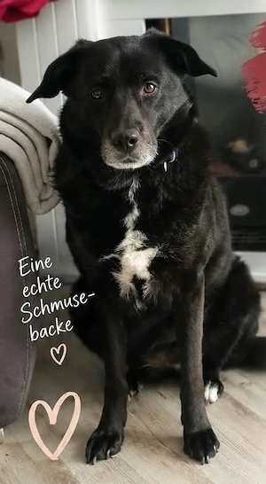 BIJOU - dringend ein neues Zuhause gesucht-wartet in PLZ 75038