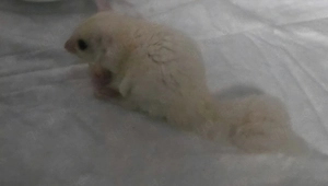 Sugar Glider Leucist  Kurzkopfgleitbeutler 