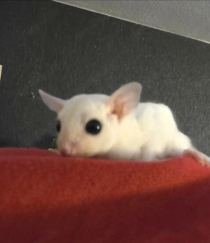 Weißer Sugar Glider Kurzkopfgleitbeutler Männchen