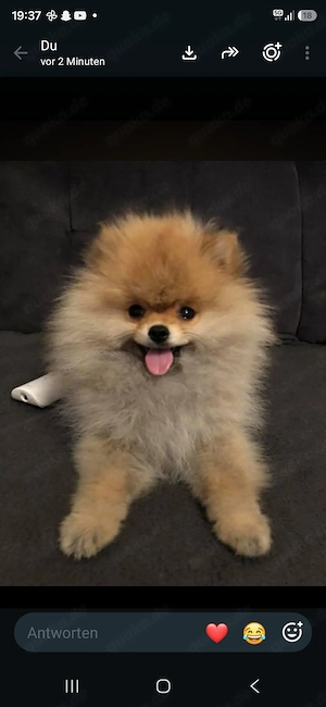 Pomeranian 