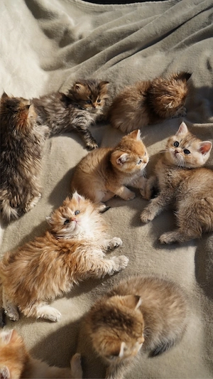 Wunderschöne BKH & BLH Golden Kitten   kleine Kuschelbärchen   