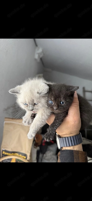 British-Kurzhaar-Kitten 