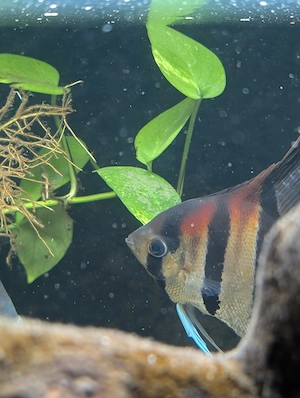Geophagus & Manacapuru 