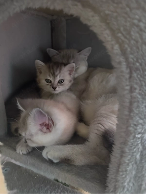 Zwei süße Katzenbabys suchen ein liebevolles Zuhause       Schweren Herzens suchen wir für unsere zw