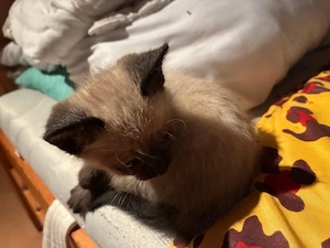 zwei weibliche Kitten suchen ein liebevolles Zuhause 