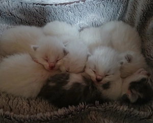 entzückende Katzenbabys, Ragdoll