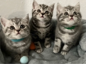 Britisch Kurzhaar Silver & BlackSilver Tabby
