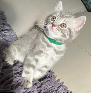 Britisch Kurzhaar Silver Tabby Kater