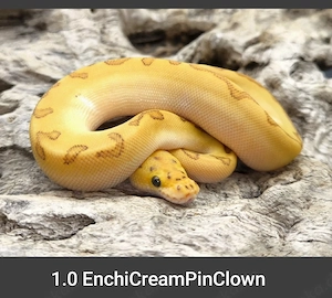Tolle Clown Morphen 