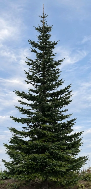 Nordmanntanne 6 und 4 m, gleichmäßig und schlank gewachsen, Reisig, Zweige, Christbaum