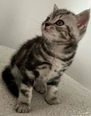 Britisch Kurzhaar Black Silver Tabby Kater
