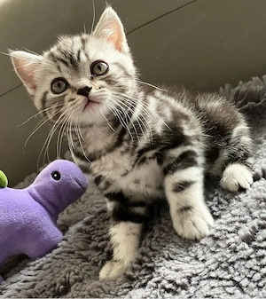  Britisch Kurzhaar Kitte Black Silver Tabby