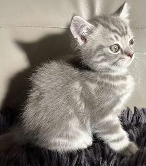 Britisch Kurzhaar Silver Tabby Kater