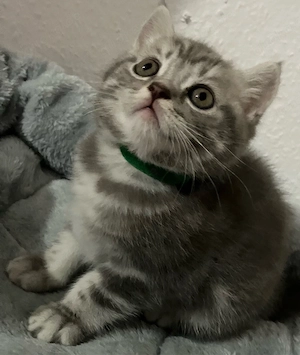 Britisch Kurzhaar Kitte Silver Tabby Männchen