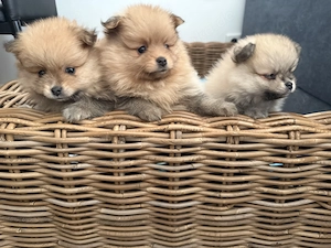 Zwergspitz   Pomeranian Welpen   2 Rüden und 1 Hündin