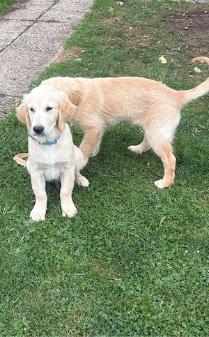 Golden Retriever Welpen (Rüde)