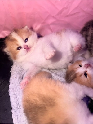 BKH Bärchen reinrassig Katzen Babys