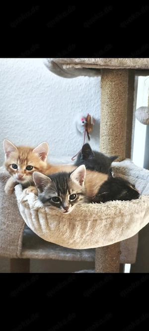 Kitten Europäische Kurzhaar und  Norwegische Waldkatze Mic