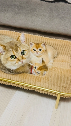 Wunderschöne BKH Kitten in Golden Tabby Ticked (Junge & Mädchen)
