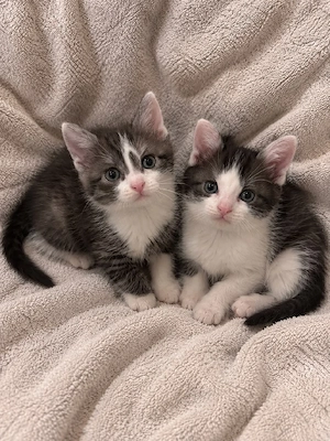 BKH Kitten Britisch Kurzhaar Katzen Babys
