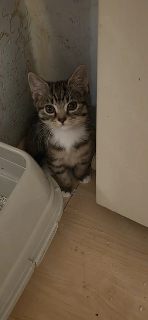 Kitten: BKS Perser Mischlinge