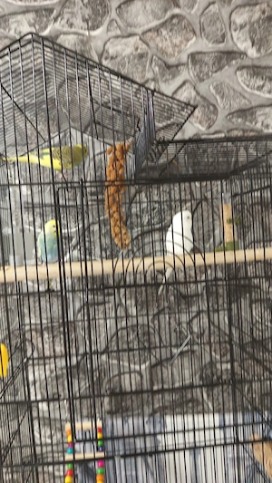 6 Wellensittich 3 Weibchen und 3 Männchen 
