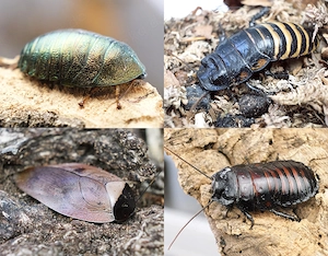 Schaben, Zierschaben, Insekten, Terrarium, Bodenpolizei, Asseln