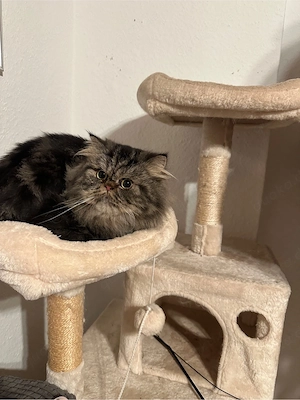 Deckkater Perserkater