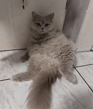 Wunderschöne Britische Landhaarige Katze