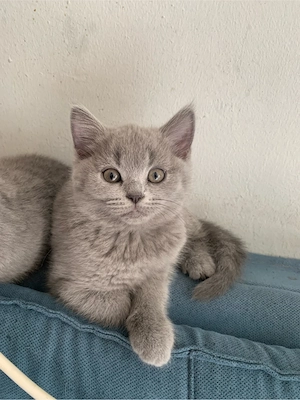 Britisch-Kurzhaar-Kater 