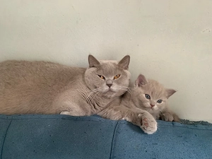 Britisch-Kurzhaar-Kater suchen ein neues Zuhause bei einer netten, tierlieben Familie. Sie sind am 2