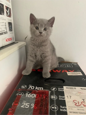 Britisch-Kurzhaar-Kater suchen ein neues Zuhause