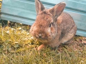 Zwergkaninchen - unkastriert - Rammler, Hase, braun, männlich