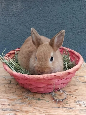 Supersüßes Baby Kaninchen Hase, Zwergkaninchen, 13 Wo., weiblich
