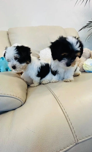 Biewer-Terrier-Yorkie-Welpen