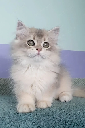 Reinrassige BKH Blue Point Kitten mit schöne Blauen Augen
