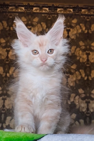  Maine Coon Kitten liebevolles Zuhause gesucht