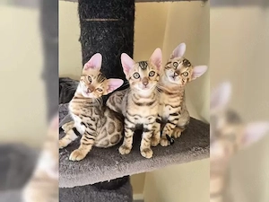 Bengal Kitten