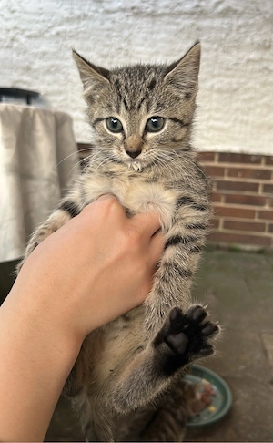 Babykatzen zu verschenken 
