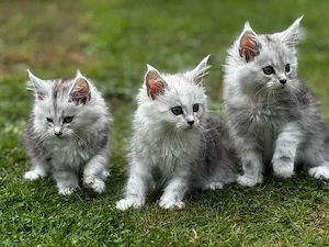 Maine Coon Shaded mit Stammbaum