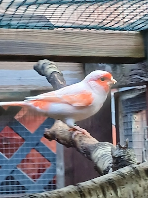 Kanarienvögel Rot-mosaik 