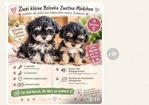 Hundewelpen 