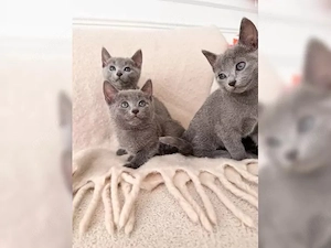 Russisch Blau Kitten mit Stammbaum