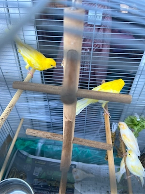 kanarienvögel 