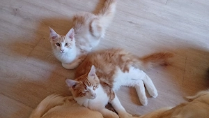 Maine Coon mit Stammbaum 