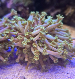 Meerwasser Aquarium Korallen