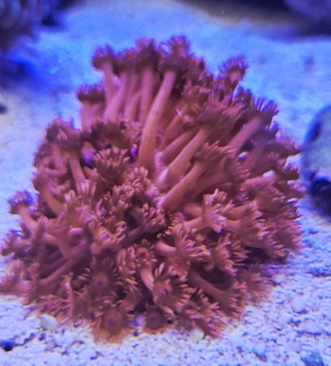 Meerwasser Aquarium Korallen