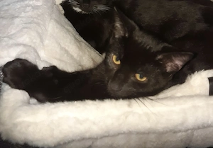Verschmuster Babykater