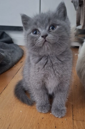 2 kleine Kuschelkaterchen suchen euch!