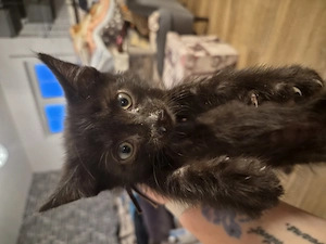 Katzen Kitten abzugeben 